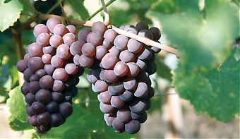 Idag produceras fantastiska viner runt hela Spanien och det nya uttrycket 